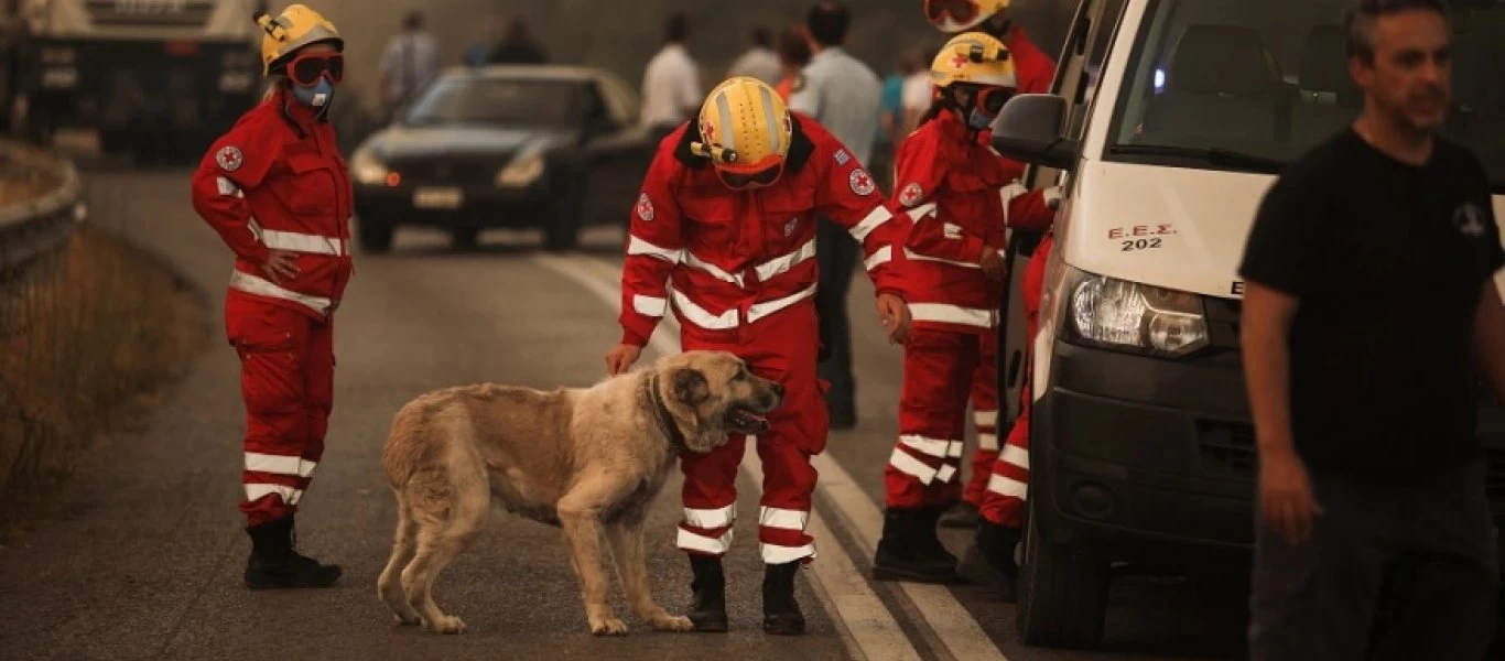 Φωτιά στη Βαρυμπόμπη: Εθελοντές του Ερυθρού Σταυρού πρόσφεραν φροντίδα σε σκύλο! (φώτο)